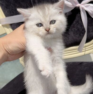 Котенята срібна шиншила/ британське кошиня / коти