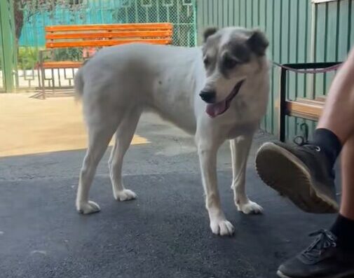 Реабілітаційний центр “Save Dogs Kharkiv”