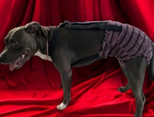 Бренд одягу для собак “Styll dog”