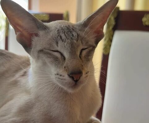 Розплідник “Crazy Cat”