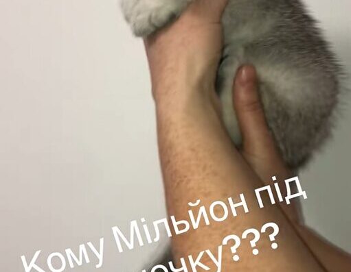 Розведення та продаж шотландських кошенят