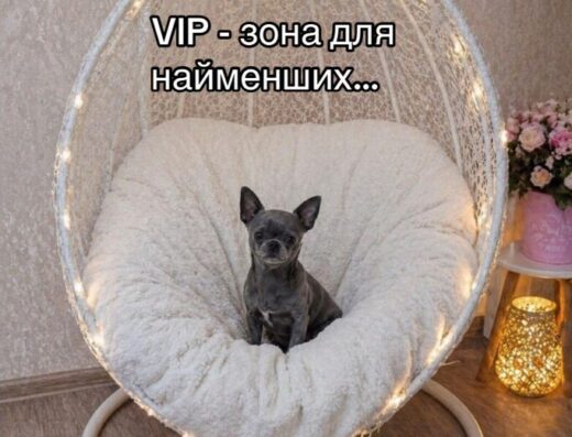 Розплідник “VINNYTSIA PEARL”