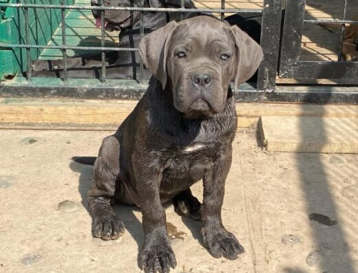 Розплідник “CANE DE CORSI”
