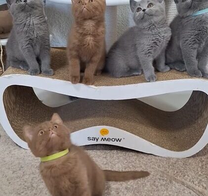Розплідник “British Shorthair”