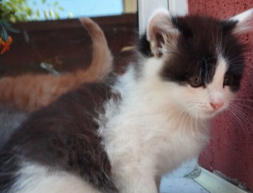 Котики шукають домівку