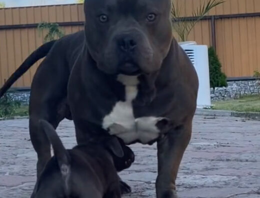 Американський буллі – щенята з документами