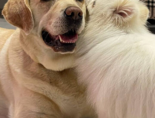 Передержка собак Doggykids.ua – Садочко для щасливих хвостиків