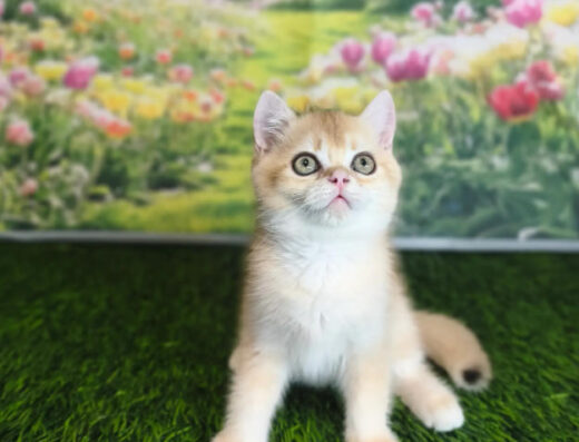 Розплідник Шотландських Кішок Kitten for you: Срібна та Золота Шиншила