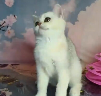 Розплідник Шотландських Кішок Kitten for you: Срібна та Золота Шиншила