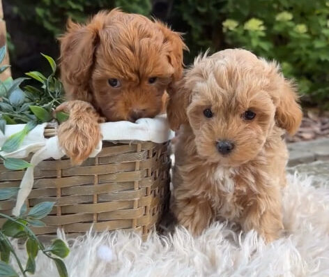 Розплідник Мальтипу “Maltipoo smith”