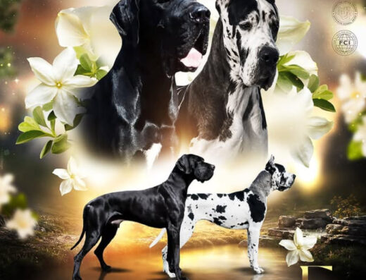Розплідник Німецьких Догів та Померанських Шпіців “kennel_ketrin_star_dog”