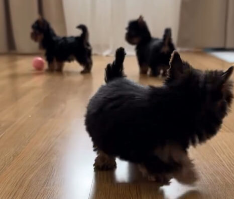 Розплідник Йоркширських Тер’єрів “puppies_yorks”